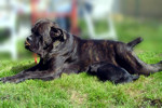 Cane Corso