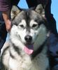 Alaskan Malamute Fluffy.jpg