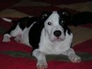 american-pitbull-bronson.jpg