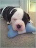 american-pitbull-bronson1.jpg