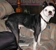 Boston Terrier Harley.jpg