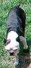 Harley-walk.jpg