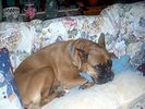 boxer dog dapine.jpg