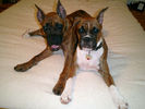 boxerdogsleilaandahbie.jpg