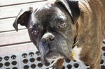 boxerdogsz.jpg