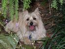 peaches cairn terrier.jpg