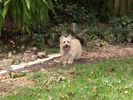 peaches cairn terrier2.jpg
