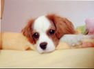 cavalier-king-charles.jpg