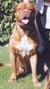 Filename=JD 4.jpg
Filesize=57KiB
Dimensions=350x621
Date added=Jan 10, 2005 JD 4.jpg