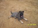 Alsatian Shay Jan 5th-1.jpg
