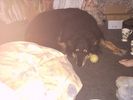 Tina-alsatian-gsd.jpg