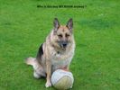 becks gsd.jpg