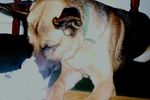 duce-gsd-alsatian-dog.jpg