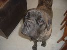 mastiff Picture 205.jpg