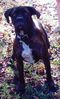 canecorsomastiffPCDV0009_edited.JPG