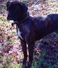 canecorsomastiffPCDV0015_edited.JPG