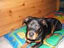 Filename=DSCF0193-rottie.jpg
Filesize=86KiB
Dimensions=640x480
Date added=Jan 20, 2005 DSCF0193-rottie.jpg