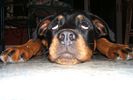 DSCF0241-rottweiler.jpg