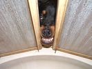 DSCF0256-rottweiler.jpg