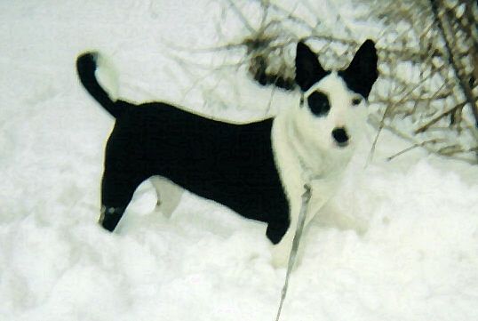 home mixed breed pictures mixed dog breeds file 38 126