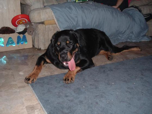 normal diesel rottweiler jpg