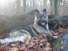 01-01 pic 49 origShilohSHepherd.jpg