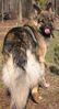 03-26-04 pic 7 shiloh.jpg