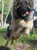 04-30-04 pic 18 shiloh shepherd.jpg