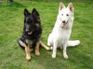 2--Gsds.jpg