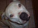 american-bulldog.jpg