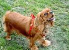 cavalier-king-charles-spaniel-0038.jpg