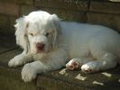 clumberspaniel.jpg