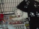 clumberspaniel2.jpg