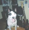 deedee01-pitbullXakita.jpg