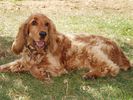 golden-cocker-spaniel-P9130037.jpg