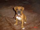 milo-pup-boxer.jpg