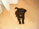 tyler-akita-x-lab.jpg