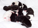  ellie pups_0304.JPG