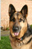 Simba 024 for web.jpg
