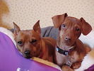 Fancy and Ruby in basket.JPG