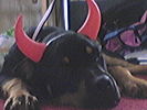 Filename=devil.jpg
Filesize=35KiB
Dimensions=320x240
Date added=Mar 12, 2005 devil.jpg