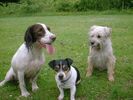 three happy dogs 01.jpg