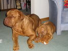 Filename=Boys&bear.JPG
Filesize=647KiB
Dimensions=2048x1536
Date added=Apr 05, 2005 Boys&bear.JPG