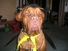 Filename=Hallo Face.JPG
Filesize=650KiB
Dimensions=2048x1536
Date added=Apr 09, 2005 Hallo Face.JPG