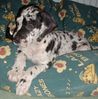 14wks Harley.jpg