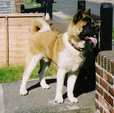 normal dog jpg