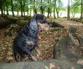 ollie.jpg