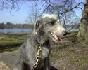 Lurcher Roscoe at Virginia Water.jpg