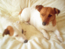 2-picture1~1.gif