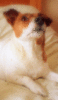 2-picture2~0.gif